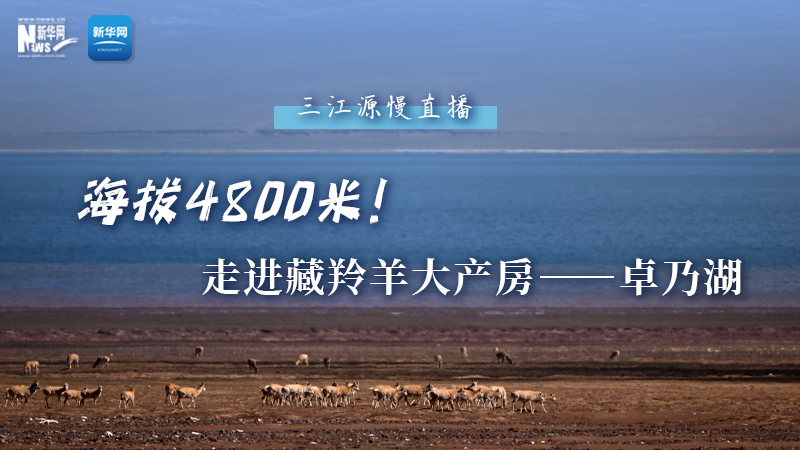 大美中國｜海拔4800米！走進藏羚羊大產(chǎn)房——卓乃湖