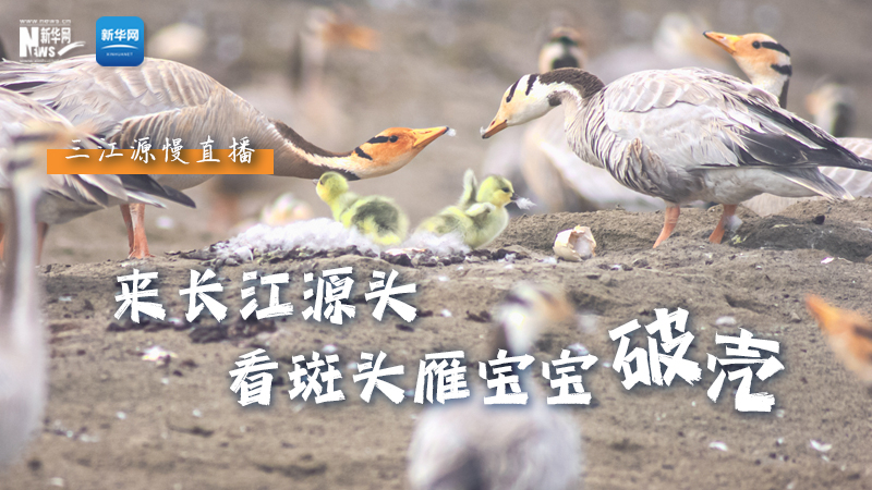 “萌主”當家丨來長江源頭，看斑頭雁寶寶破殼