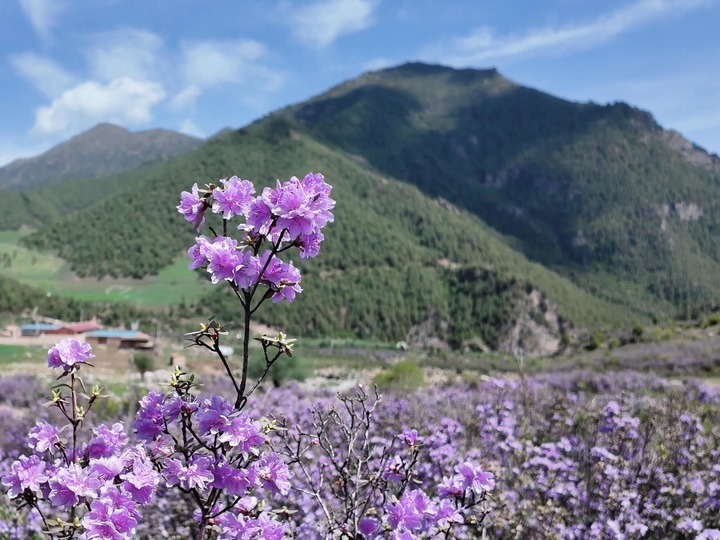 青海互助：杜鵑花開映高山 ??