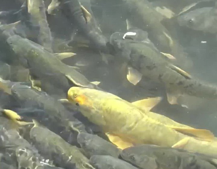 秀我中國(guó)｜半河清水半河魚(yú) 青海剛察進(jìn)入湟魚(yú)洄游季