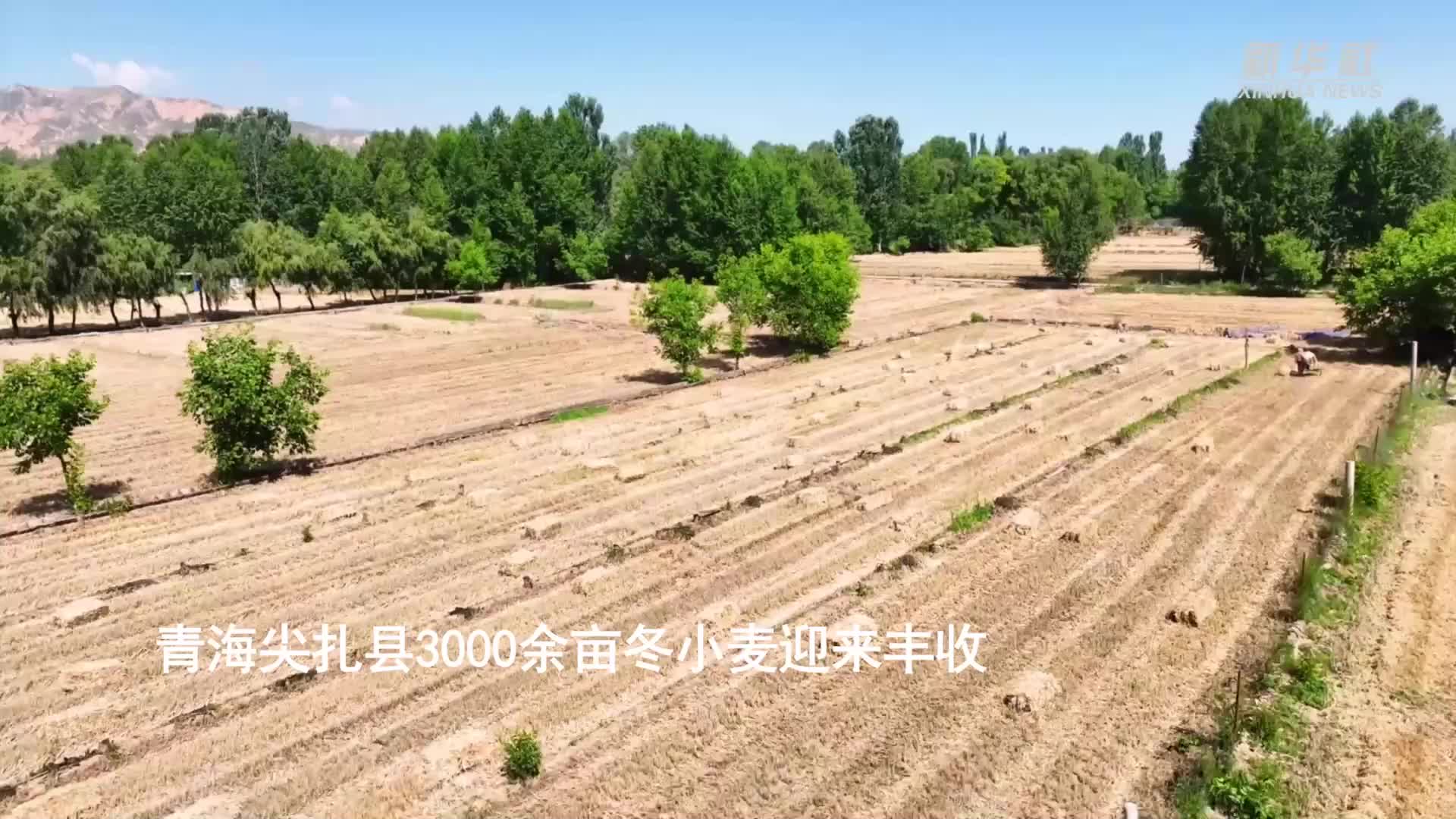 青海尖扎縣3000余畝冬小麥迎來(lái)豐收