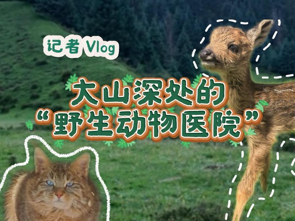 活力中國(guó)調(diào)研行｜記者Vlog：探訪祁連山深處的“野生動(dòng)物醫(yī)院”