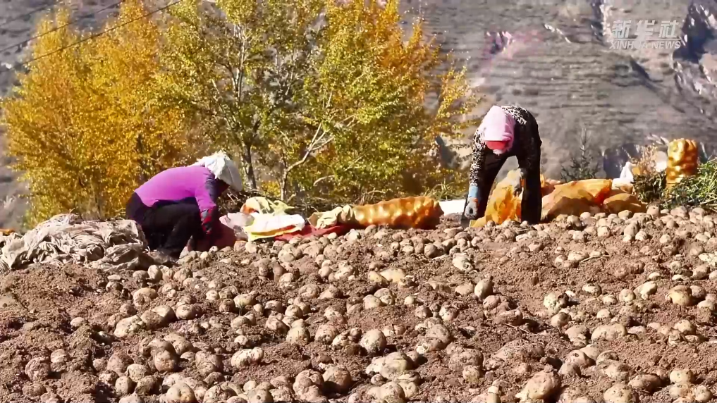 青?；ブ厚R鈴薯迎豐收