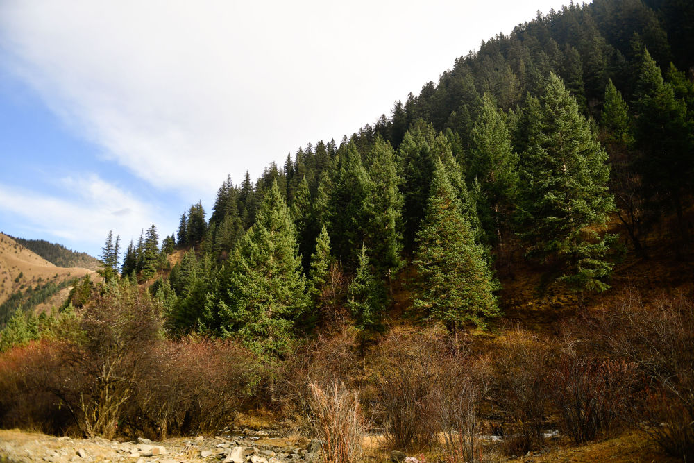 半月談丨一場長江源頭的生態(tài)覺醒