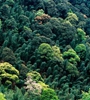 青海省持續(xù)開展大規(guī)模造林，國土綠化面積進一步擴大，省東部地區(qū)森林覆蓋率達32%高于全國平均水平
