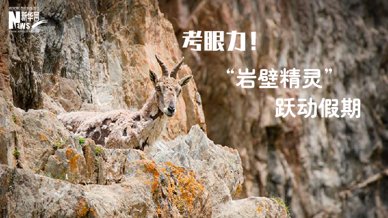 三江源慢直播丨考眼力！“巖壁精靈”躍動(dòng)假期