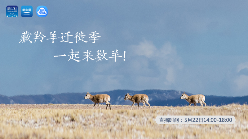 三江源慢直播丨藏羚羊遷徙季 一起來數(shù)羊！